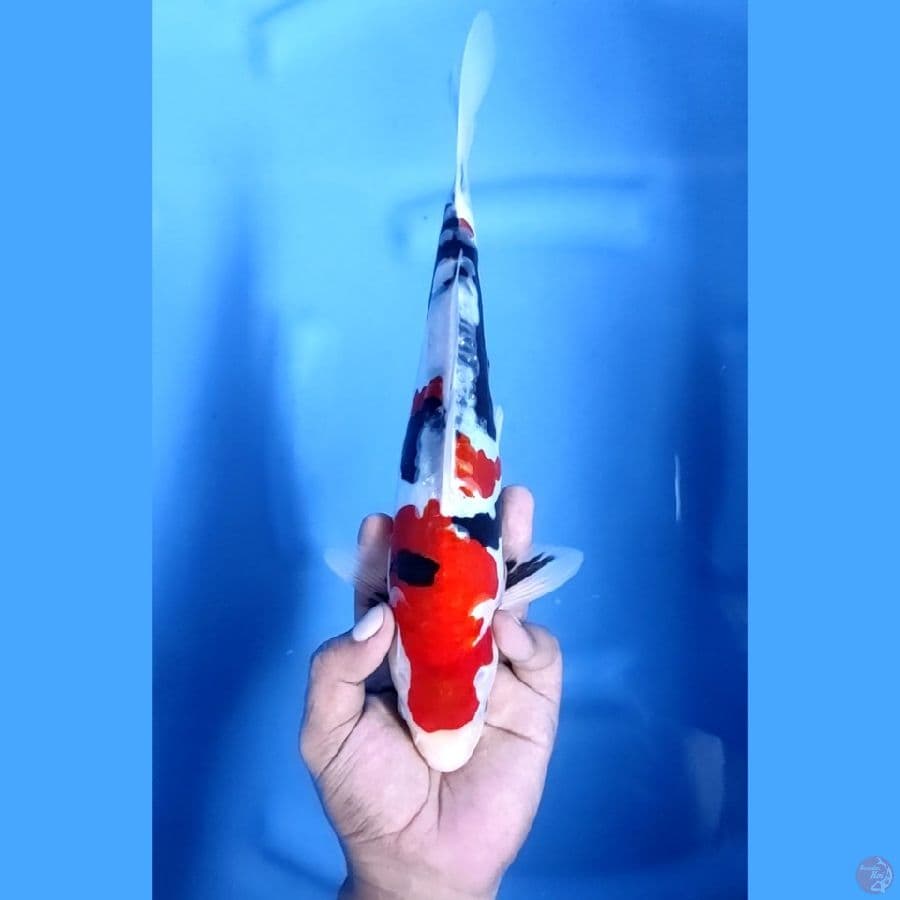 30CM # DOITSU SHOWA - M