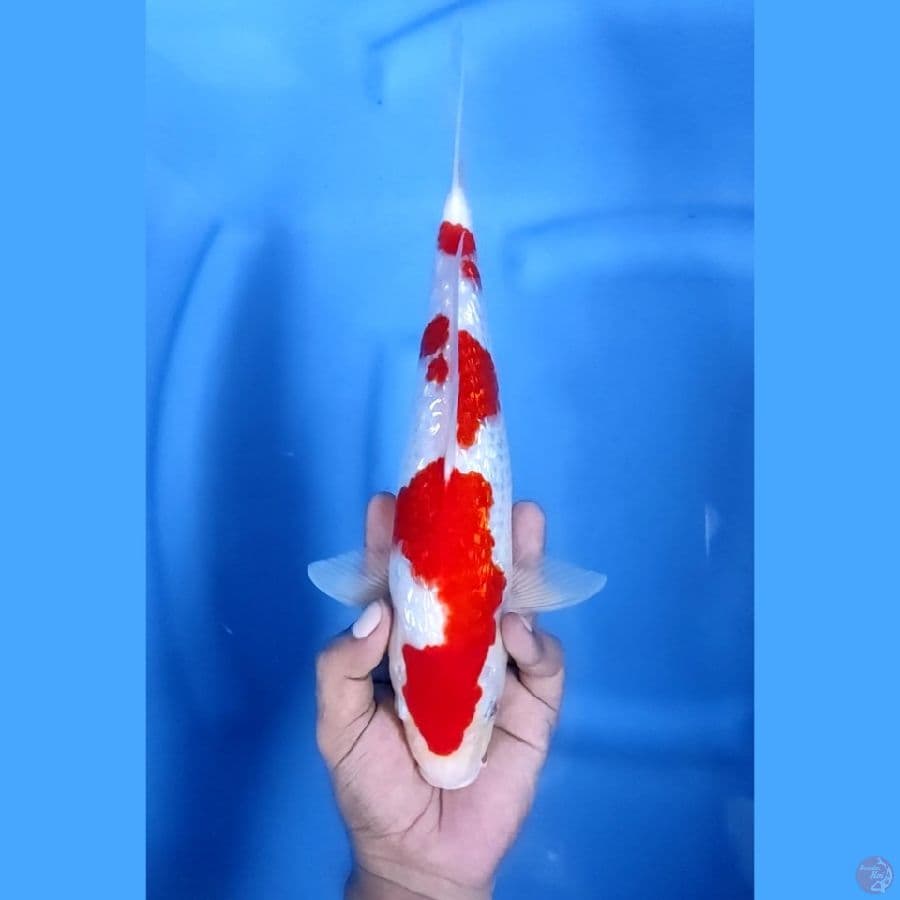 31CM # BEST KOHAKU GINRIN - F