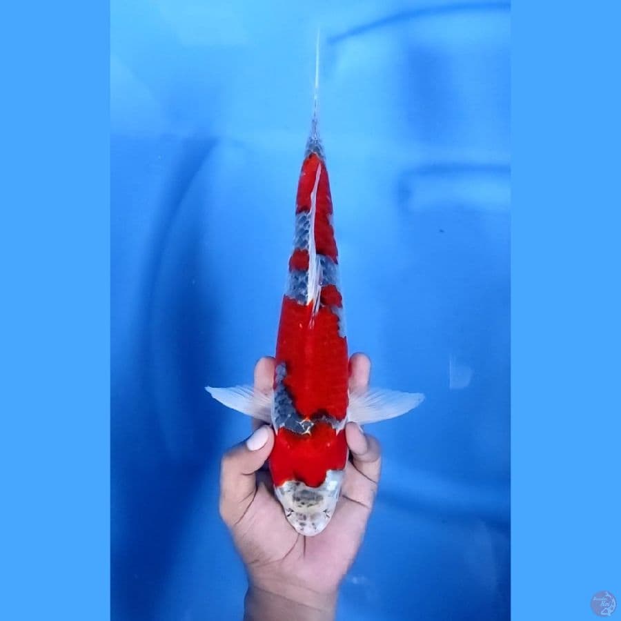 35CM # RED GOSHIKI - M