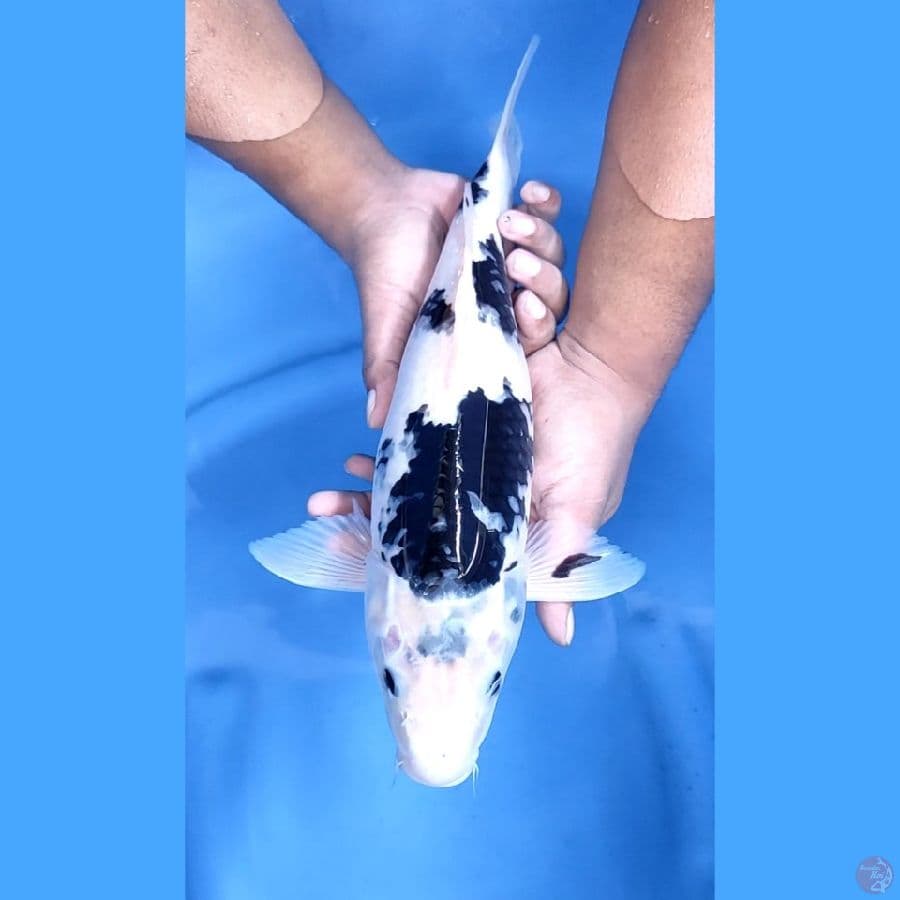 40CM # SHIRO PUTIH MANTAP - F