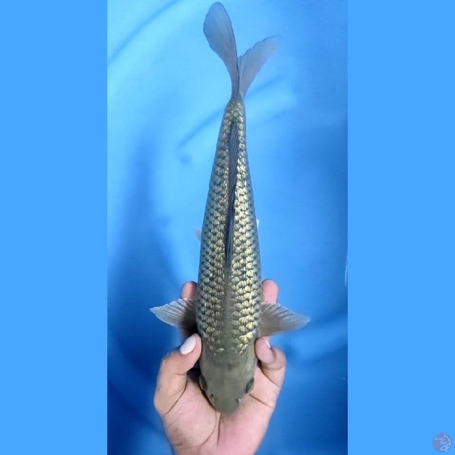 29CM # SORAGOI GINRIN - M