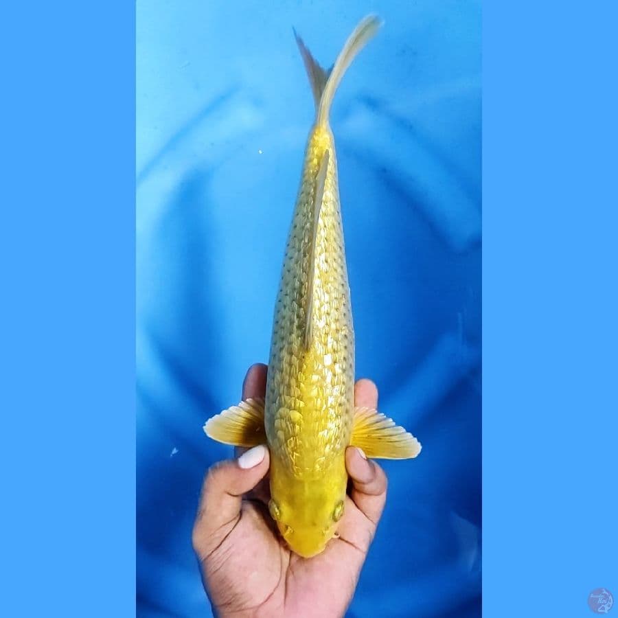 32CM # MIDORI GINRIN - M