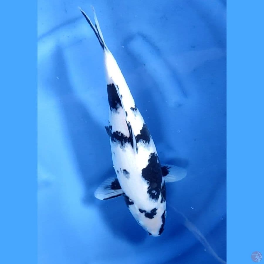 37CM # SHIRO ISTIMEWA - F