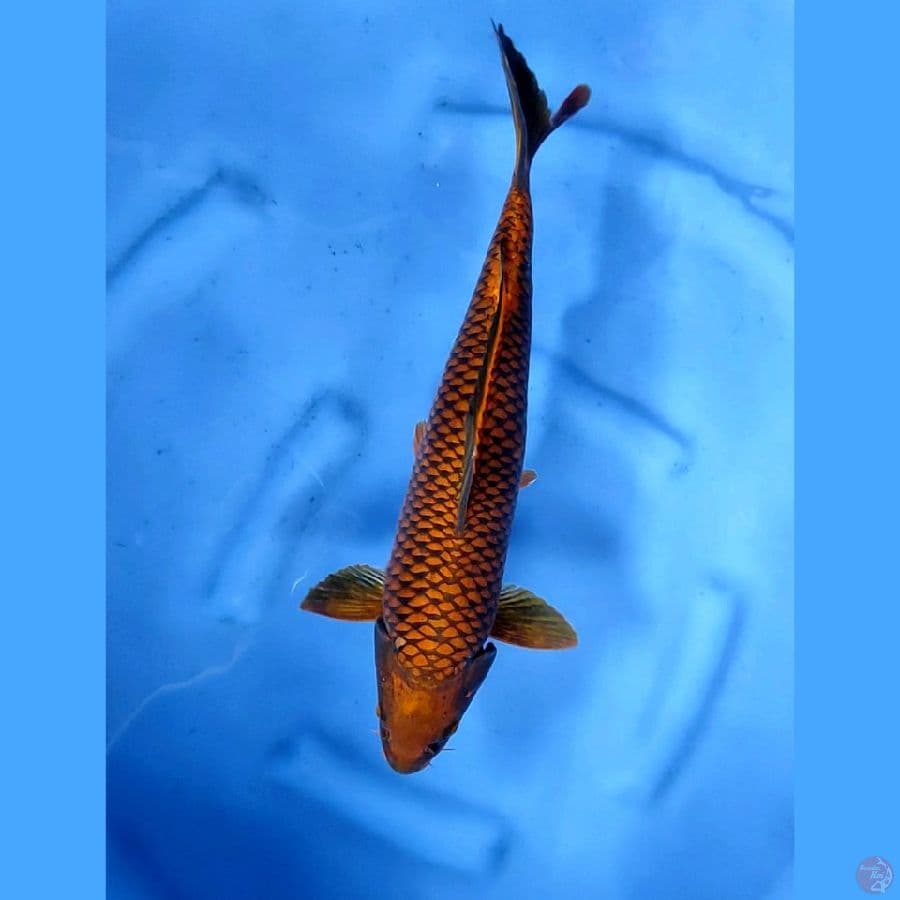 40CM # JARING MANTAP - F