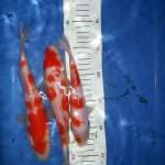 Trimaskentir Kohaku