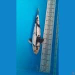 shiro full ginrin 47 cm male jumbo