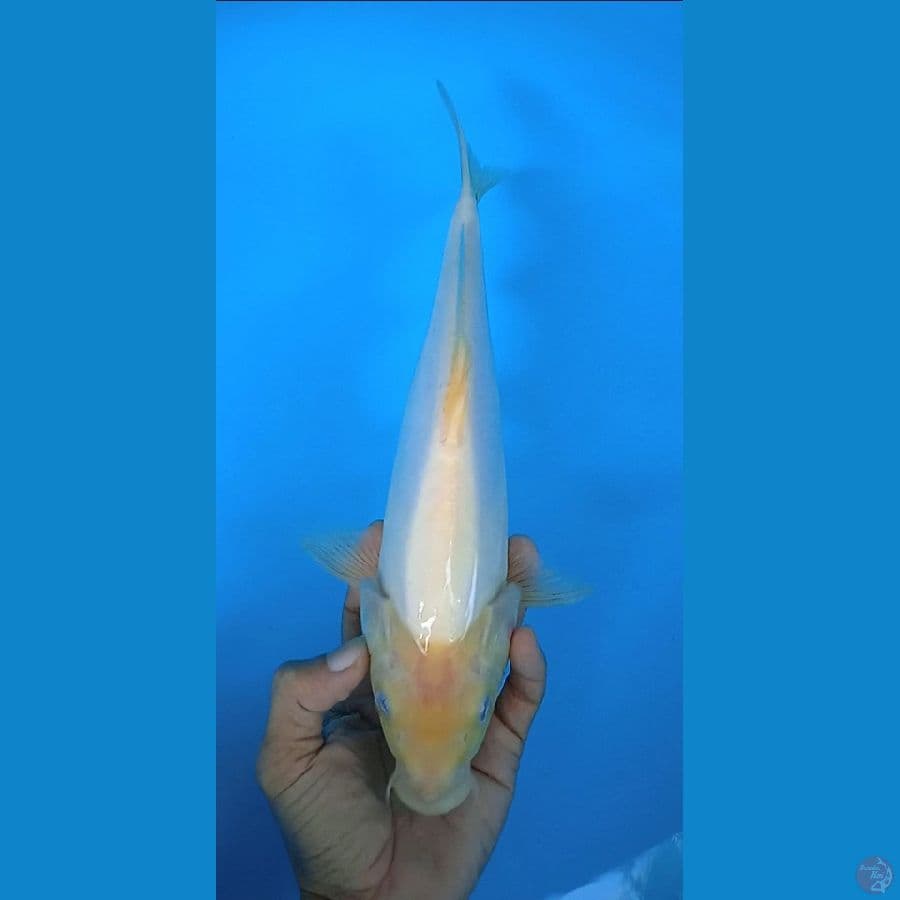 kumon : 30 cm jantan 