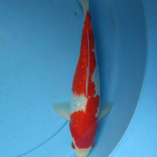 Kohaku ginrin