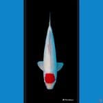 jumbo 45 cm ori 