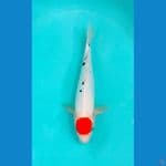 tategoi tancho showa doitsu ±37cm