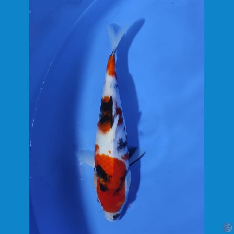 Showa Sanshoku 24CM