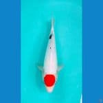 tategoi tancho showa doitsu ±35cm
