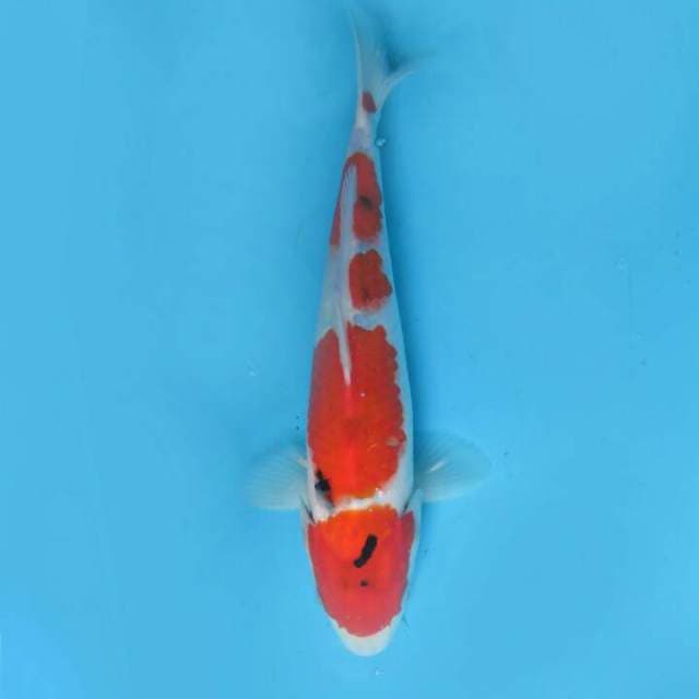 Taisho yondan 27cm