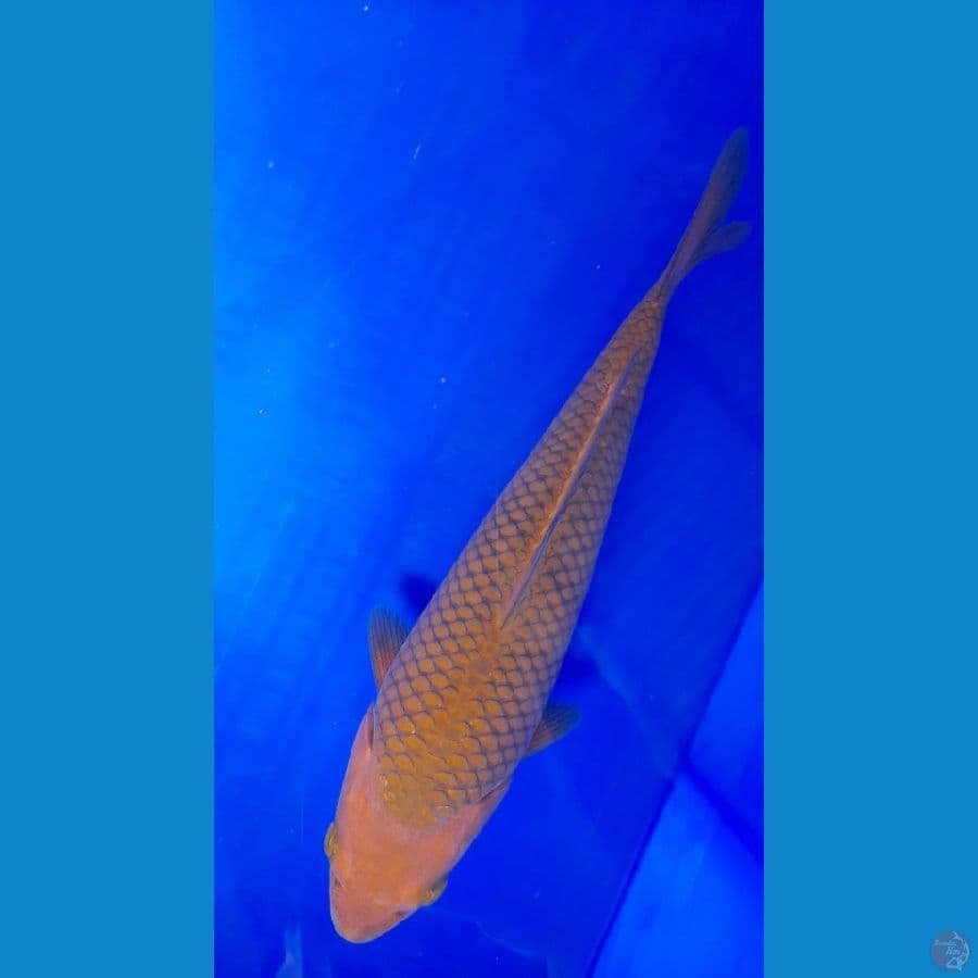 Chagoi 27cm