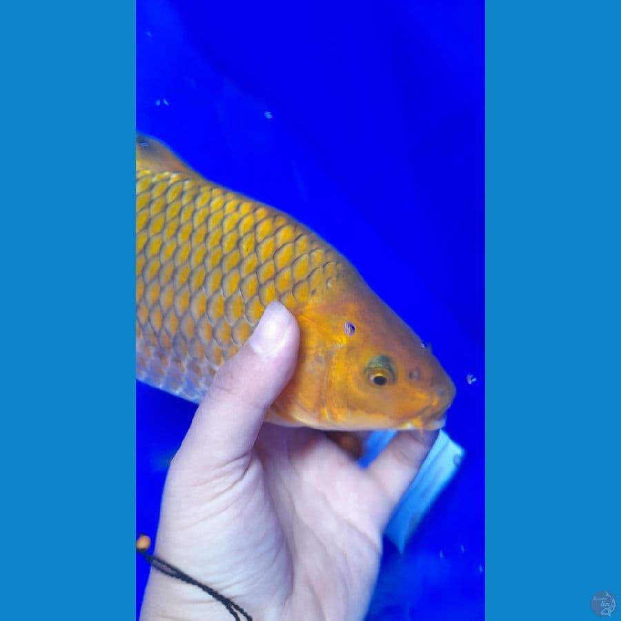 Chagoi 27cm
