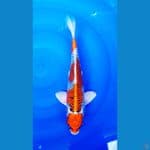 MARUTEN KUJAKU 32 CM / MALE