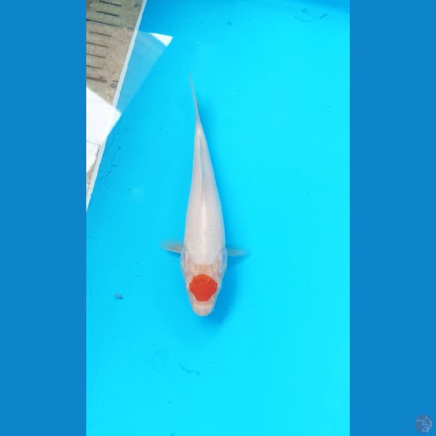 Tc kohaku ori 16cm