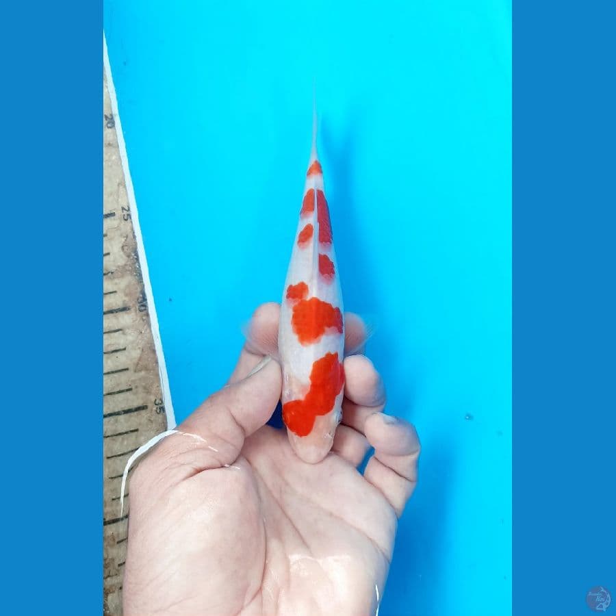 Kohaku 18cm