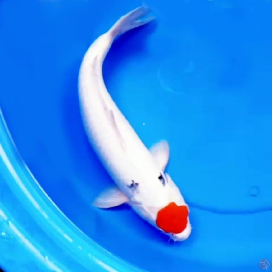 39cm F1 TATEGOI TANCHO SANKE