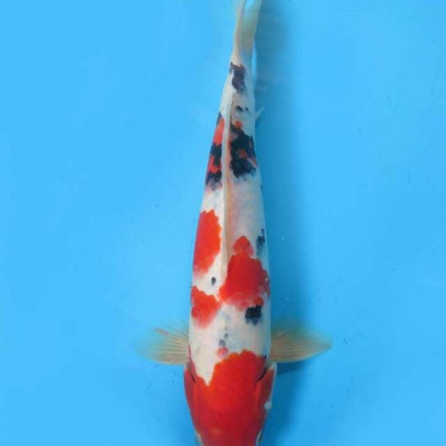 Taisho 30cm