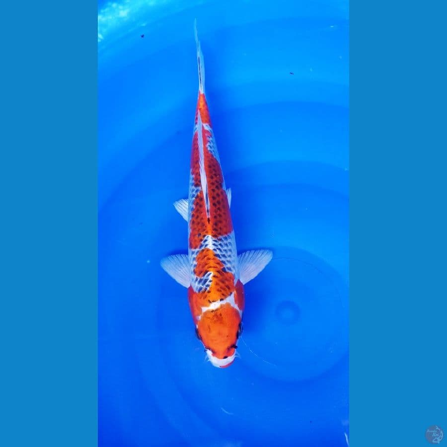 INAZUMA KUJAKU 31 cm / Male