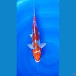 INAZUMA KUJAKU 31 cm / Male
