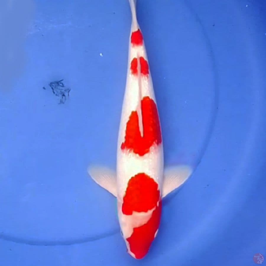37cm F1 GINRIN KOHAKU SAKURA