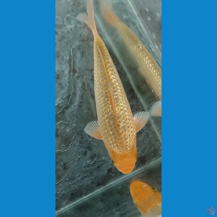CARAMEL GINRIN HQ 18CM Punuk