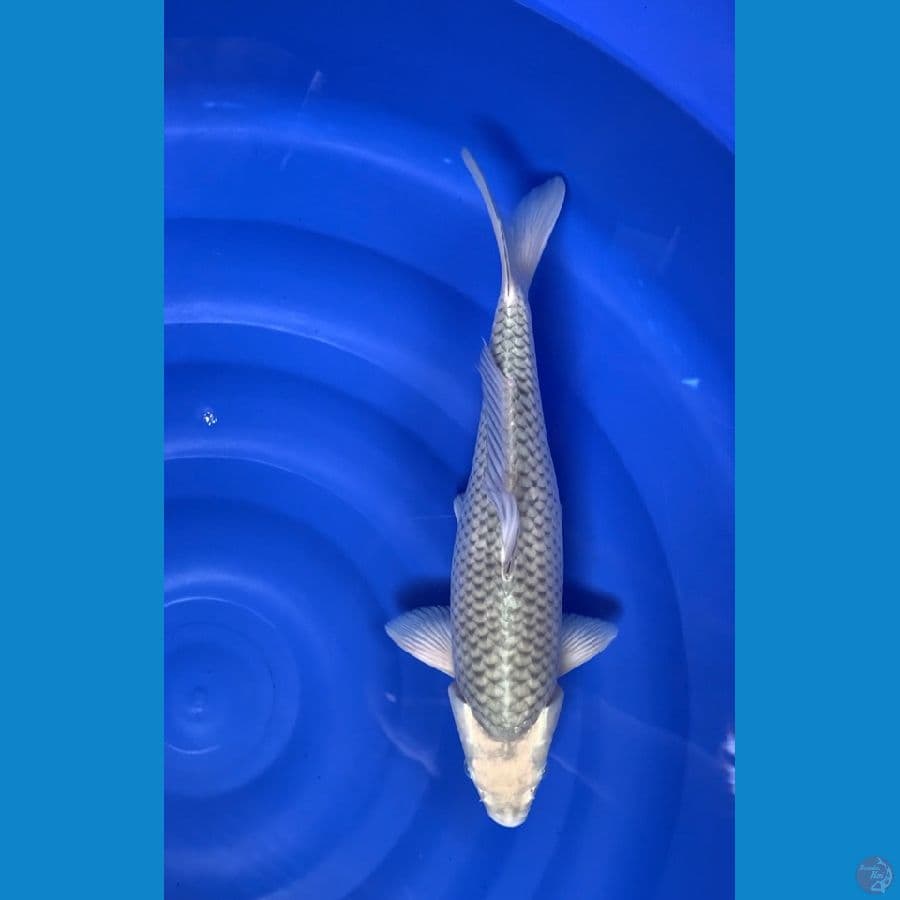 soragoi 41cm  male 