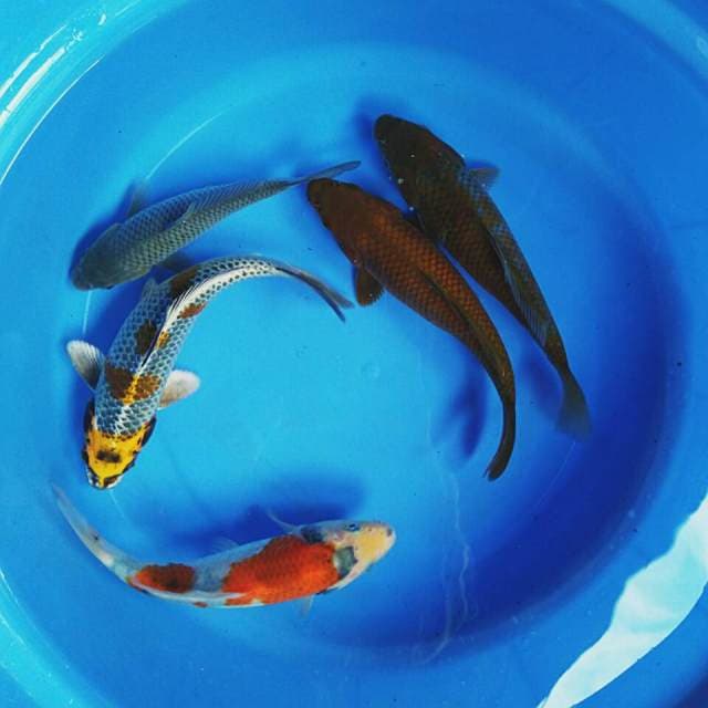 Mix koi 4 ekor 20-21cm bonus soragoi