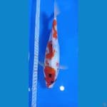 showa tategoi 29cm fm
