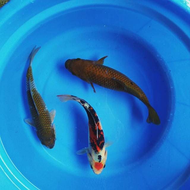 Mix koi 3ekor 22-23cm