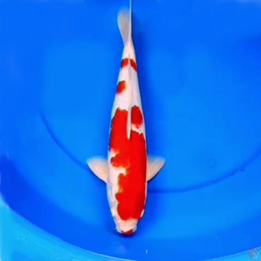 38cm KOHAKU ABSTRAK