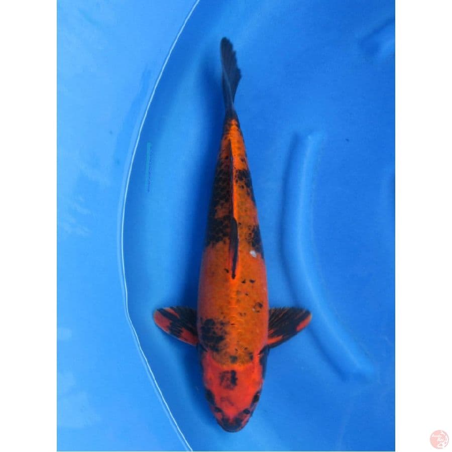 Jumbo F1 !! Kage Utsuri, 48cm