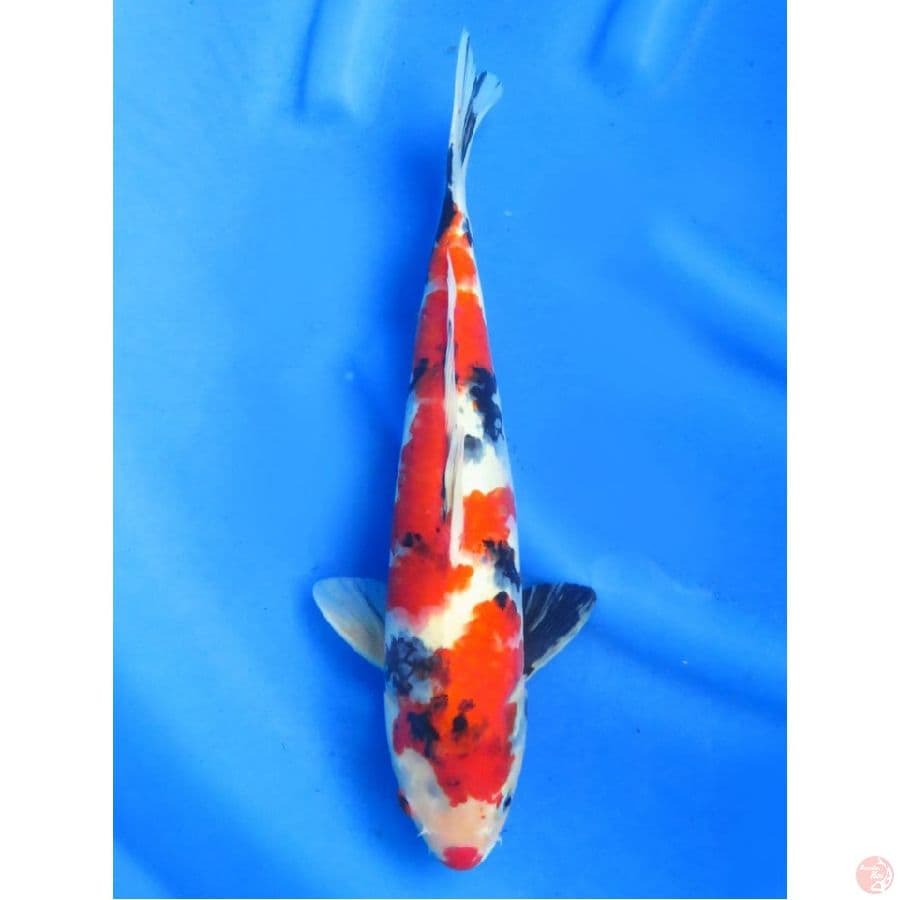 Showa Jumbo, 39cm
