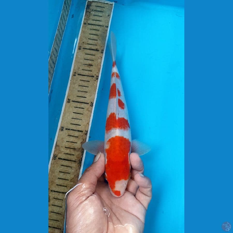 Kohaku 25cm