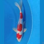Kohaku Doitsu 34 cm 3 STEP