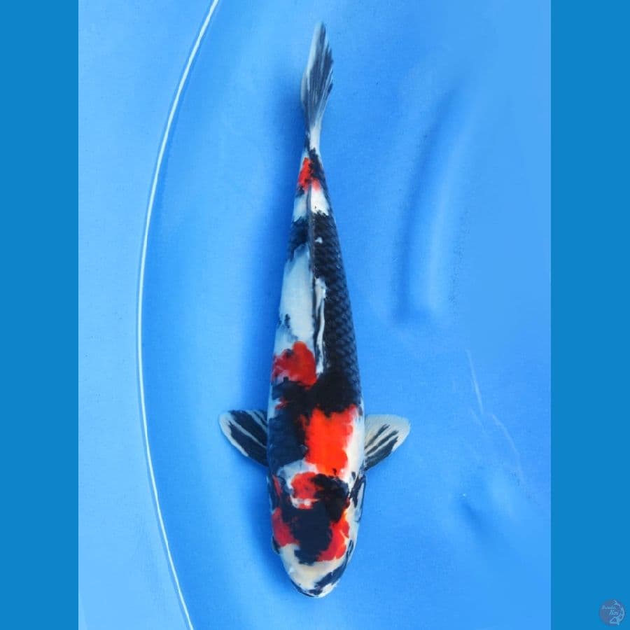 39cm - Jumbo !! Showa Merah Pekat