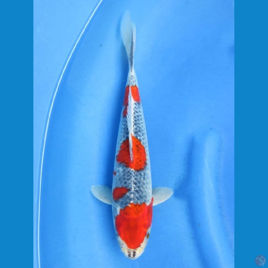 33cm - Super Red - Goshiki Racing