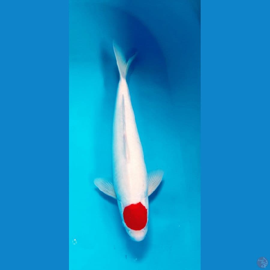 male 47 cm ori tancho kohaku