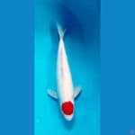 male 47 cm ori tancho kohaku