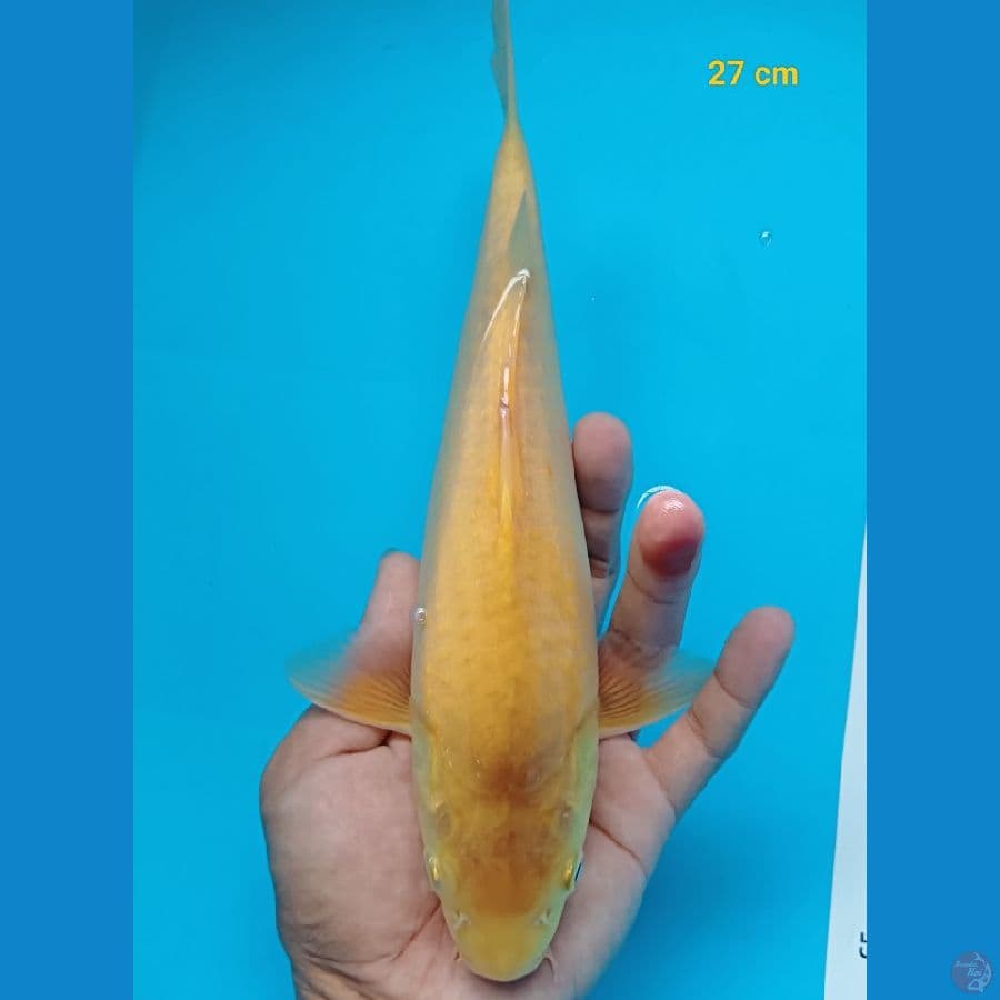 karasi lemon 27 cm