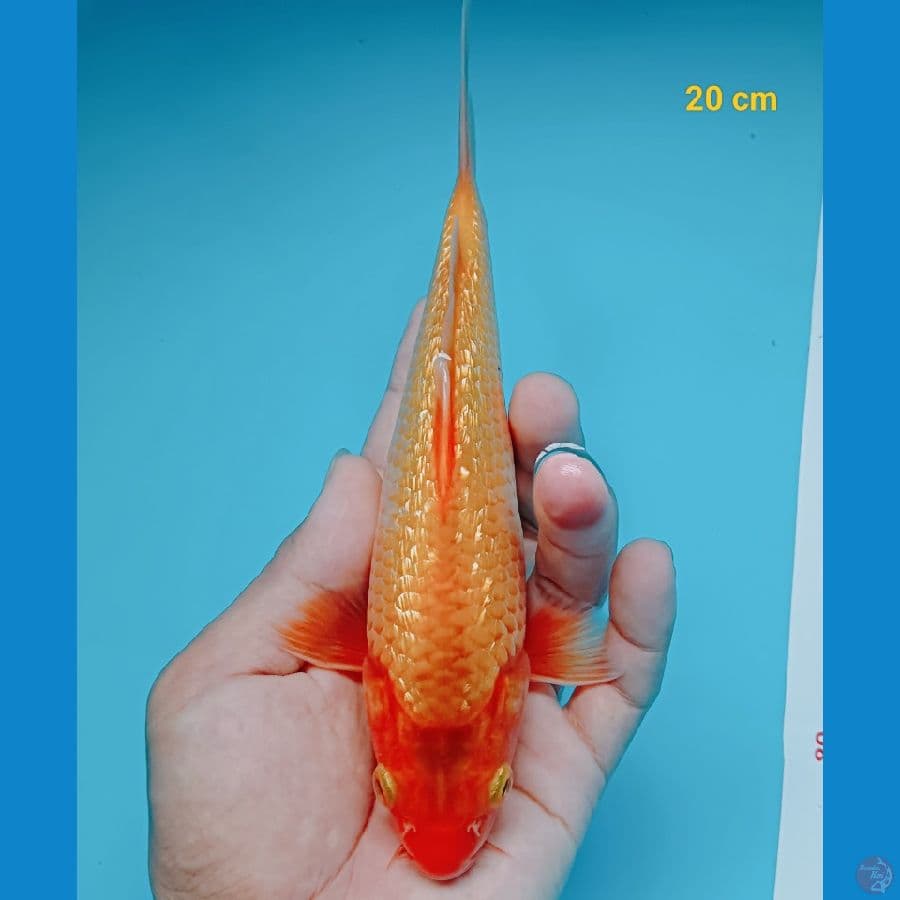 red karasi 20 cm