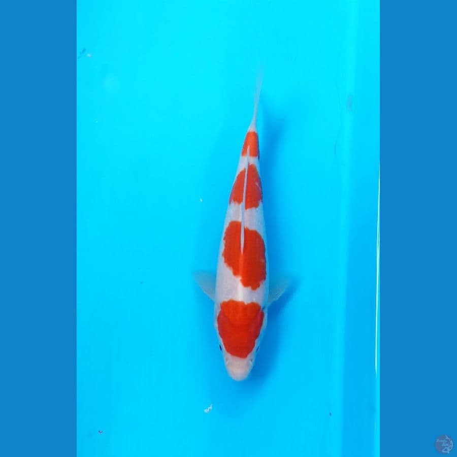 Kohaku 20cm