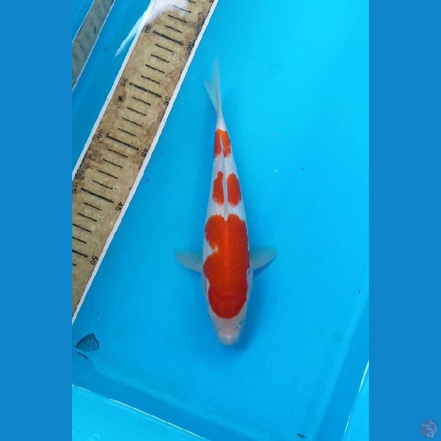 Kohaku 23cm