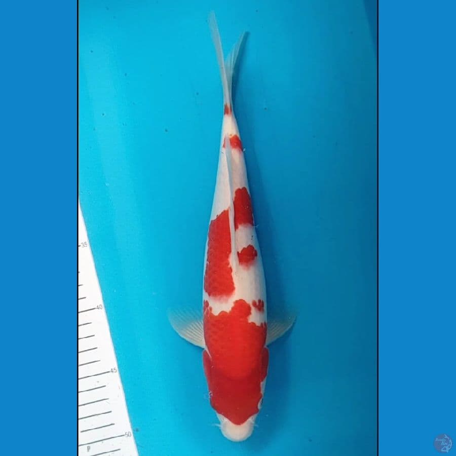 kohaku 30 cm M
