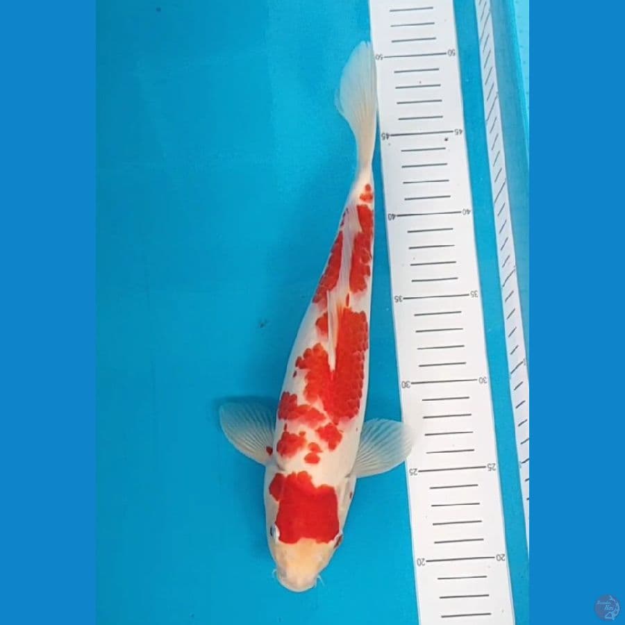 kahaku 30 cm