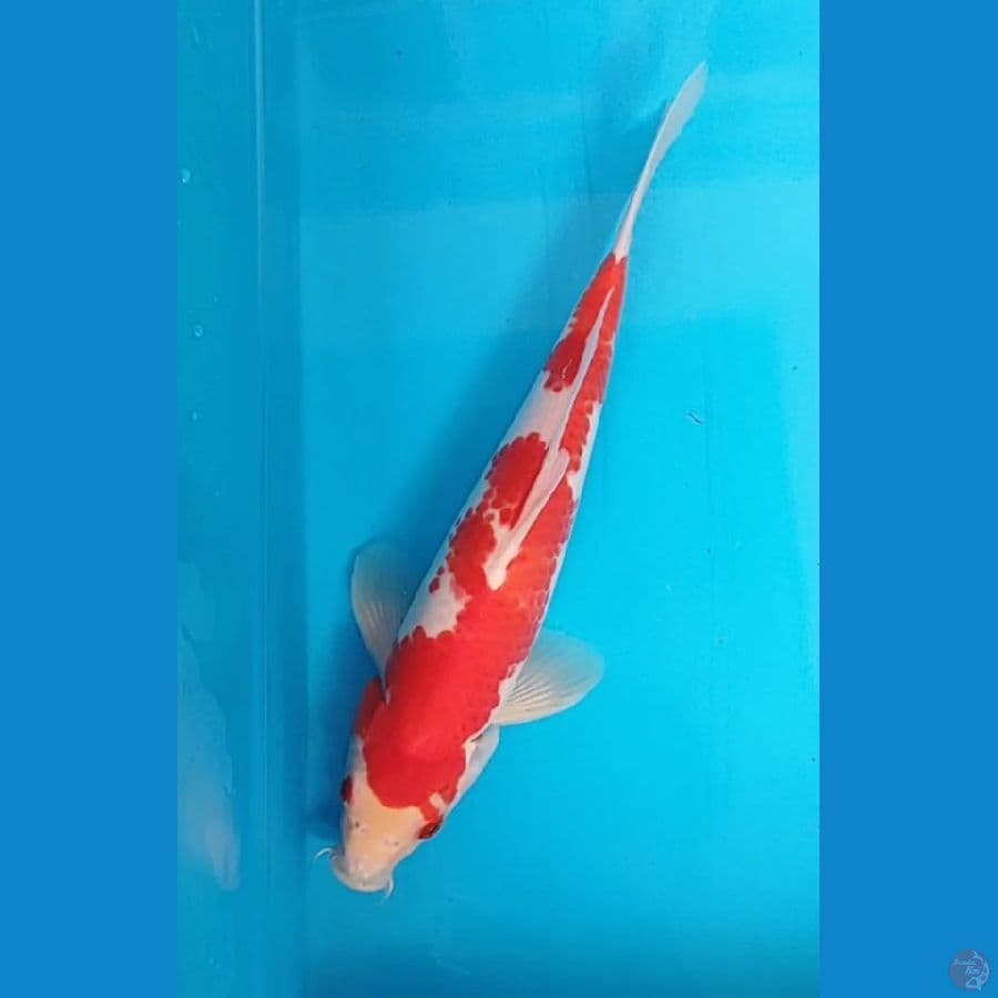kahaku 28 cm