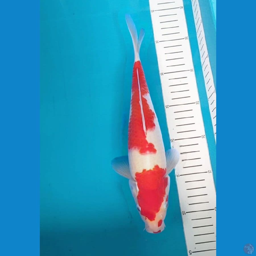 kohaku 30 cm