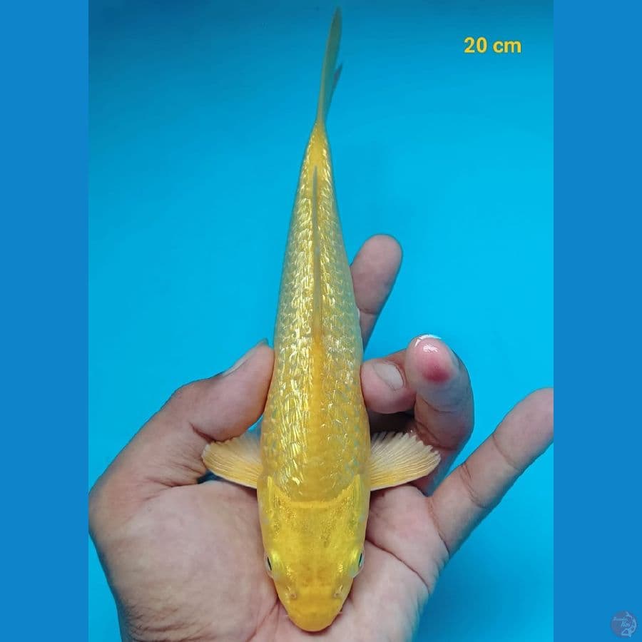 Midori Ginrin 20 CM